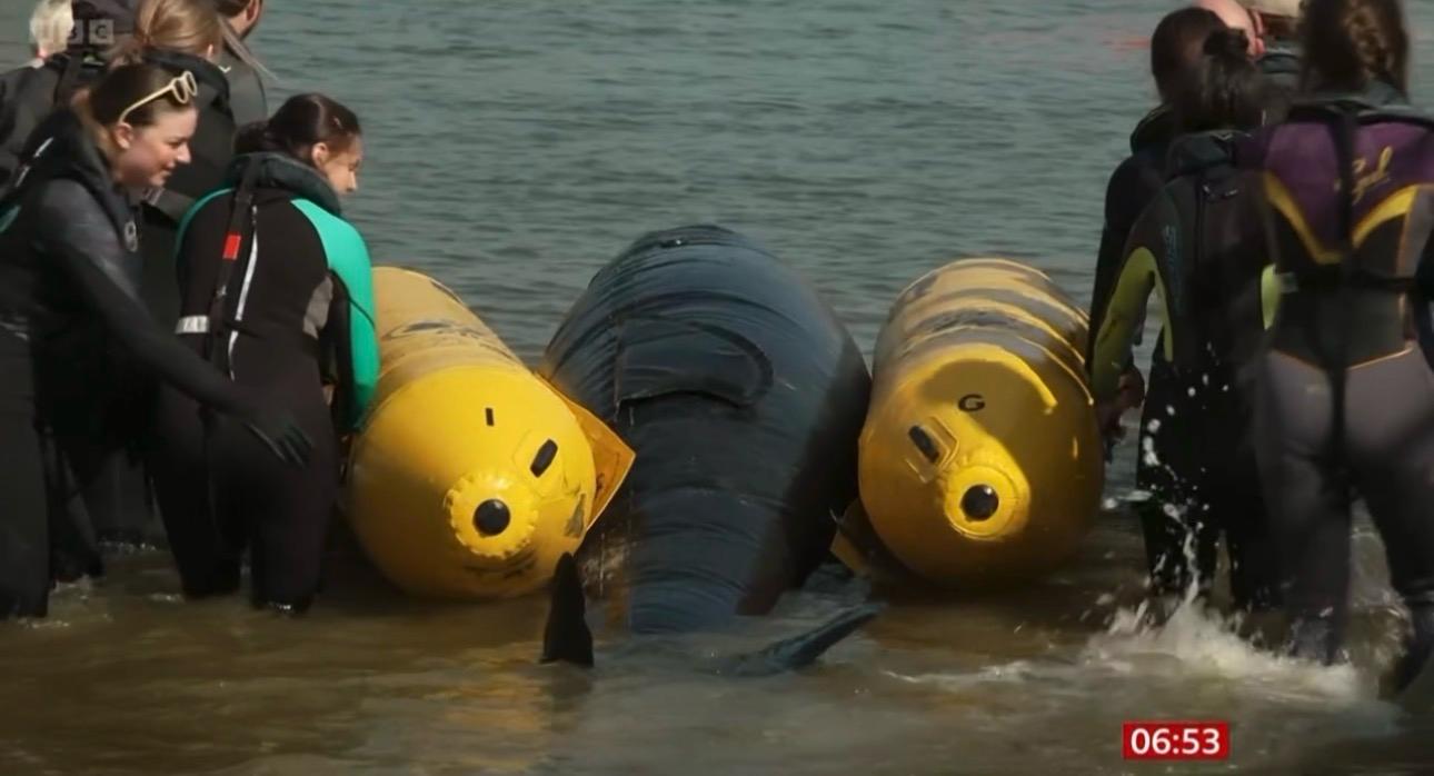 JWA Equipment Featured Supporting Marine Mammal Rescues on BBC Breakfast